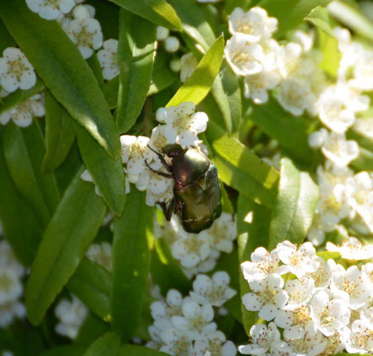 Cetonia aurata pisana